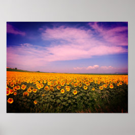 Zonnebloemvelden gekleurd Poster