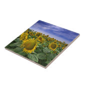 Zonnebloemvelden in Californië Tegeltje (Zijkant)