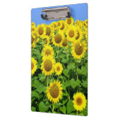 Zonnebloemvelden Klembord (Links)