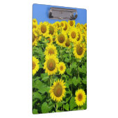 Zonnebloemvelden Klembord (Rechts)