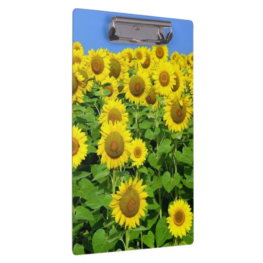 Zonnebloemvelden Klembord (Rechts)