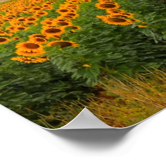 Zonnebloemvelden - Poster (Hoek)