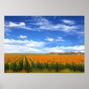 Zonnebloemvelden - Poster