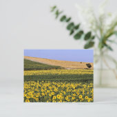 Zonnebloemvelden, Toscane, Italiaanse bloemen Briefkaart (Staand voorkant)