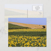 Zonnebloemvelden, Toscane, Italiaanse bloemen Briefkaart (Voorkant / Achterkant)