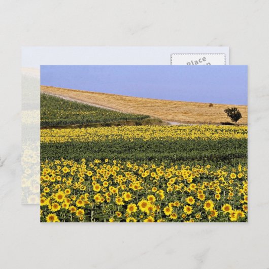 Zonnebloemvelden, Toscane, Italiaanse bloemen Briefkaart (Voorkant / Achterkant)