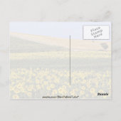 Zonnebloemvelden, Toscane, Italiaanse bloemen Briefkaart (Achterkant)