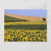 Zonnebloemvelden, Toscane, Italiaanse bloemen Briefkaart (Voorkant)