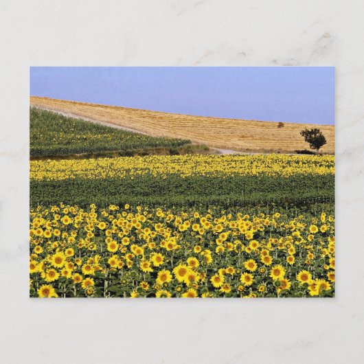 Zonnebloemvelden, Toscane, Italiaanse bloemen Briefkaart (Voorkant)