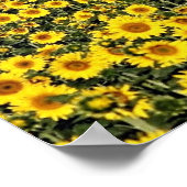 Zonnebloemvelden, Toscane, Italiaanse bloemen Poster (Hoek)