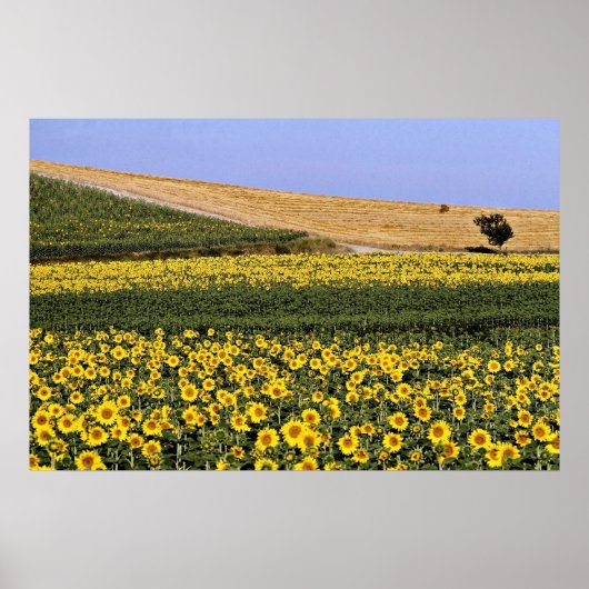 Zonnebloemvelden, Toscane, Italiaanse bloemen Poster (Voorkant)