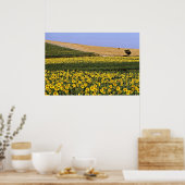 Zonnebloemvelden, Toscane, Italiaanse bloemen Poster (Keuken)