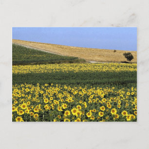 Zonnebloemvelden, Toscane, Italië Briefkaart
