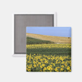 Zonnebloemvelden, Toscane, Italië Magneet (Voorkant / Achterkant)