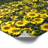 Zonnebloemvelden, Toscane, Italië Poster (Hoek)