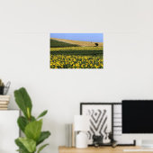 Zonnebloemvelden, Toscane, Italië Poster (Thuiskantoor)