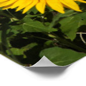 Zonnebloemvelden, witte heuvelstad Bornos Poster (Hoek)