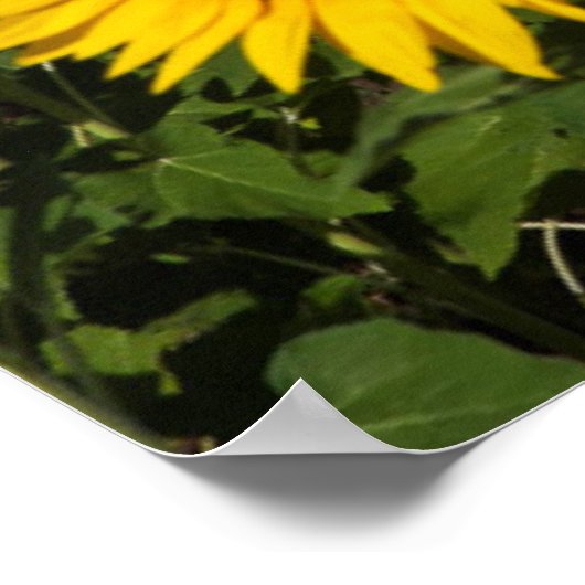 Zonnebloemvelden, witte heuvelstad Bornos Poster (Hoek)