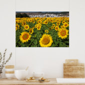 Zonnebloemvelden, witte heuvelstad Bornos Poster (Keuken)