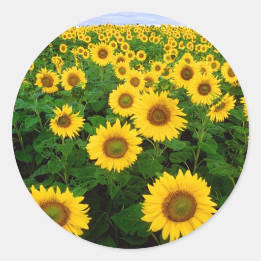Zonnebloemveldgele bloemen ronde sticker (Voorkant)