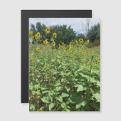 Zonnebloemveldmagneet (Voorkant / Achterkant)