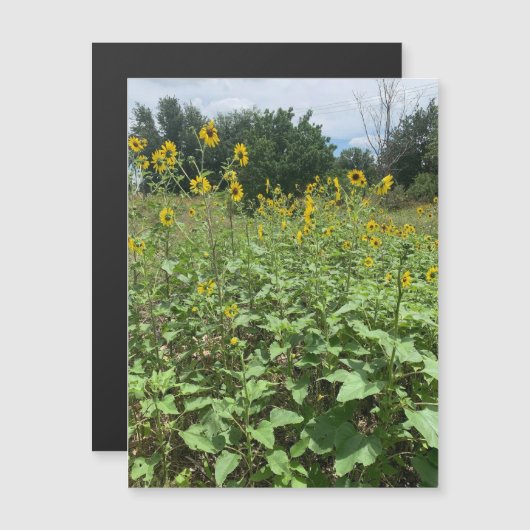 Zonnebloemveldmagneet (Voorkant / Achterkant)