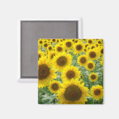 Zonnebloemveldmagneet Magneet (Voorkant / Achterkant)