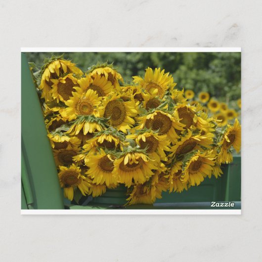 ZONNEBLOEMWAGEN BRIEFKAART (Achterkant)