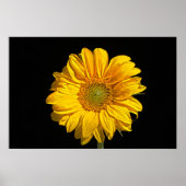 Zonnebloemwapenca Poster (Voorkant)