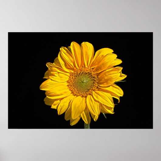 Zonnebloemwapenca Poster (Voorkant)