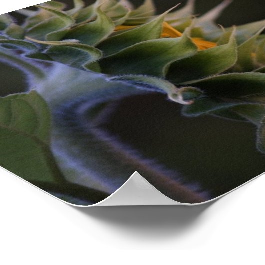 Zonnebloemzijde Poster (Hoek)