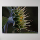 Zonnebloemzijde Poster (Voorkant)
