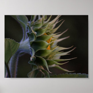 Zonnebloemzijde Poster
