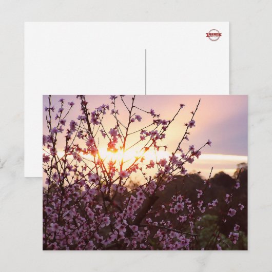 Zonnebloesems Briefkaart (Voorkant / Achterkant)