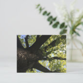 Zonnebomen Briefkaart (Staand voorkant)