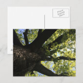 Zonnebomen Briefkaart (Voorkant / Achterkant)