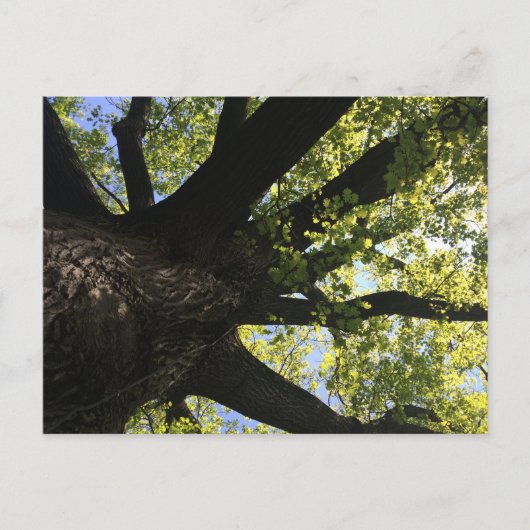 Zonnebomen Briefkaart (Voorkant)
