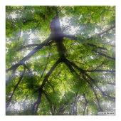 Zonnebomen (Ohio) - Fotoprint Foto Afdruk (Voorkant)