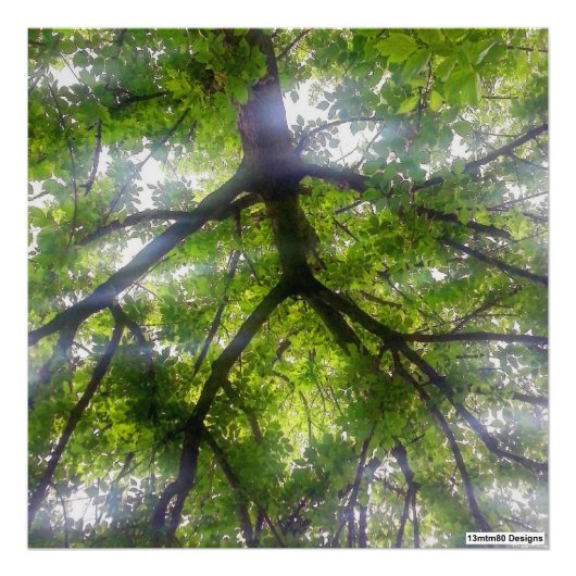 Zonnebomen (Ohio) - Fotoprint Foto Afdruk (Voorkant)