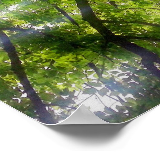 Zonnebomen (Ohio) - Poster (Hoek)