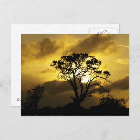 zonneboom briefkaart (Voorkant / Achterkant)