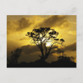 zonneboom briefkaart (Voorkant)