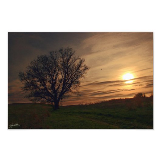 zonneboom foto afdruk (Voorkant)