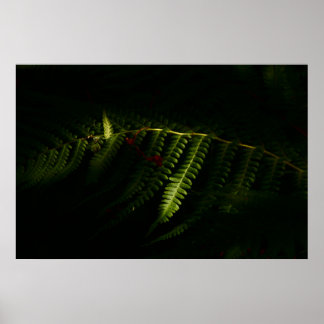 Zonnebossen (6159) poster