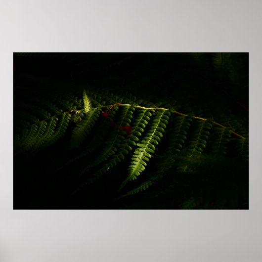 Zonnebossen (6159) poster (Voorkant)