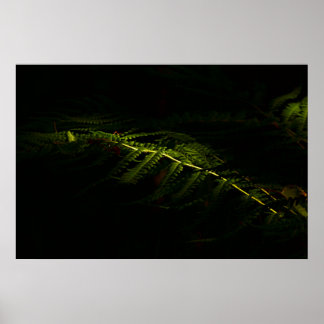 Zonnebossen (6167) poster