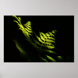 Zonnebossen (6203) poster