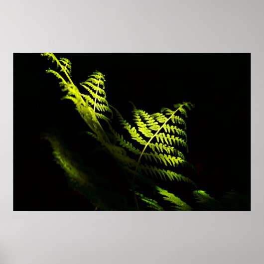 Zonnebossen (6203) poster (Voorkant)