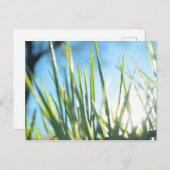 Zonnebrandblusbladen Briefkaart (Voorkant / Achterkant)