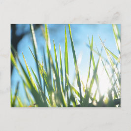 Zonnebrandblusbladen Briefkaart